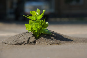The plant broke through the asphalt